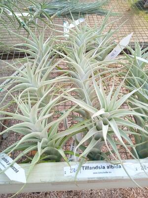 Tillandsia albida - 3