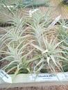 Tillandsia albida - 3/3