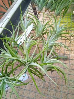 Tillandsia bermeojensis - 3