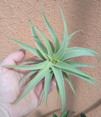 Tillandsia cacticola - 3