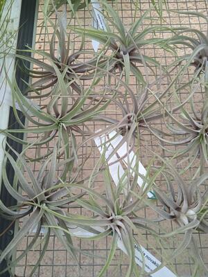 Tillandsia novakii - 3