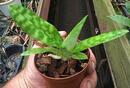 Paphiopedilum Duguesclin - 3/3