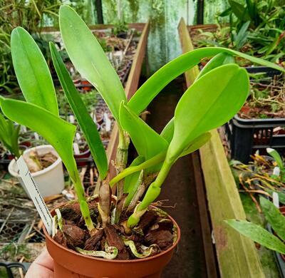 Cattleya bowringiana - 3