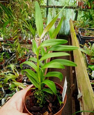 Epidendrum henschenii - 3