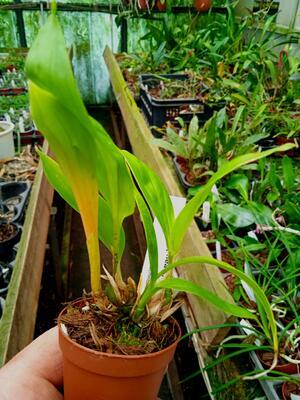 Stanhopea shuttleworthii - 3