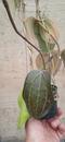 Hoya latifolia - 3/3