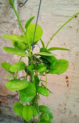 Hoya australis ssp. australis - 3