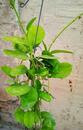 Hoya australis ssp. australis - 3/3