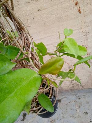 Hoya dimorpha (velká) - 3