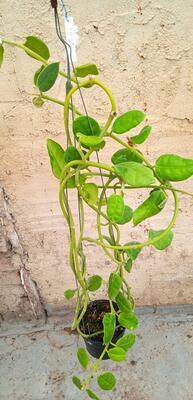 Hoya ciliata (velká rostlina) - 3