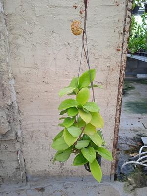 Hoya bicolor - 3