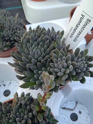 Sinocrassula yunnanensis - 3