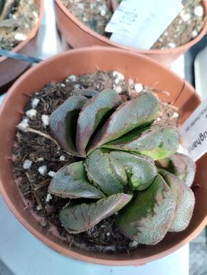 Haworthia maughanii x truncata - 3