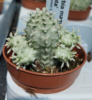 Euphorbia mammillaris 'variegata' - 3