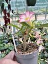 Adenium multiflora 'Pink Star' - 3/5