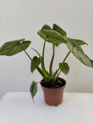 Philodendron 'Mamei' - 3