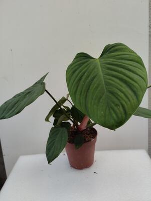 Philodendron 'El Choco Red' - 3