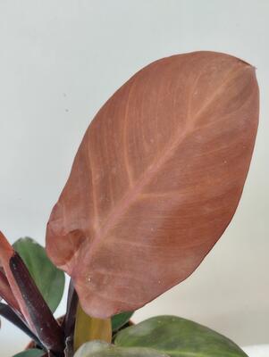 Philodendron 'Red Sun' - 3