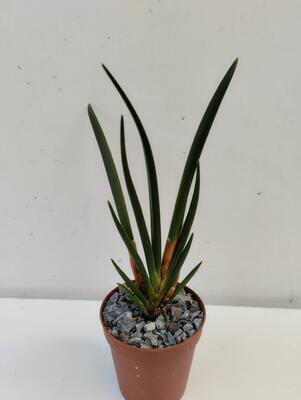 Ceratostylis incognita - 3