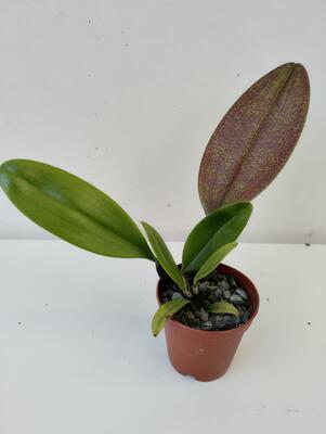 Bulbophyllum longiflorum - 3