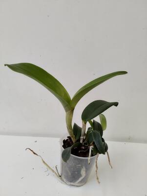 Cattleya leopoldii - 3