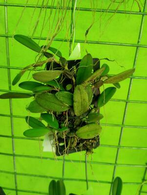 Bulbophyllum purpurascens - 3