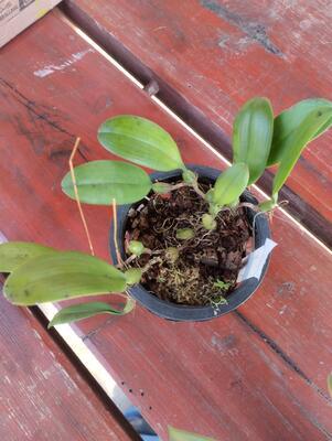 Bulbophyllum gracillimum - 3