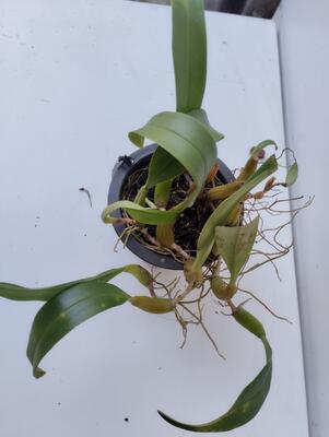 Bulbophyllum elevatopunctatum - 3