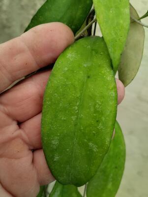 Hoya uncinata (UT-108) - 3