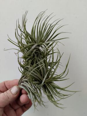 Tillandsia tenuifolia var. saxicola - 3