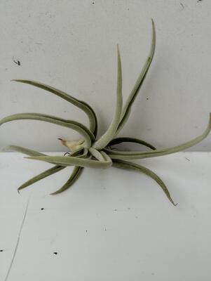 Tillandsia santiagoensis - 3