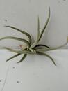 Tillandsia santiagoensis - 3/3