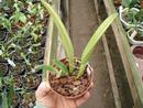 Brassavola glauca - 3/4