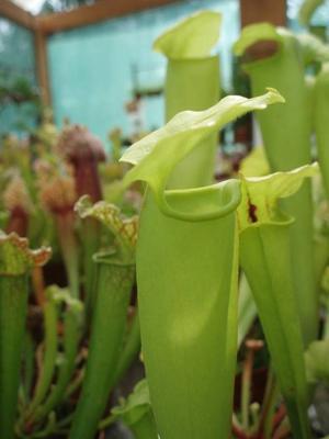 Sarracenia flava - 3