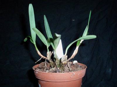 Maxillaria cerifera - 3