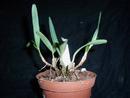 Maxillaria cerifera - 3/3