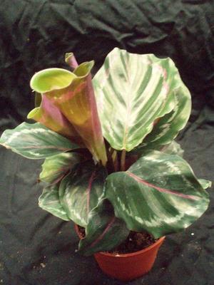 Calathea roseo-picta - 3