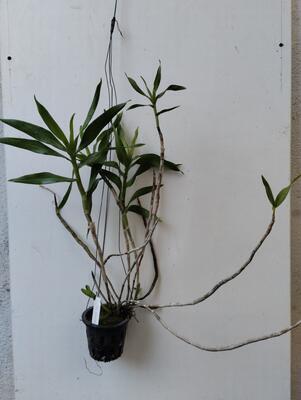 Dendrobium bullenianum - 4