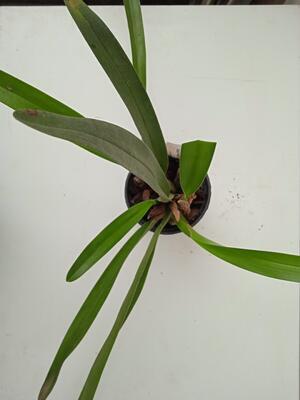 Maxillaria meleagris - 4