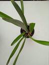 Maxillaria meleagris - 4/4