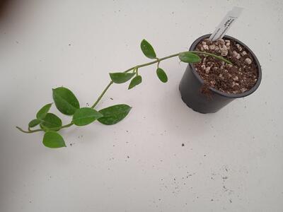 Hoya coronaria red - 4