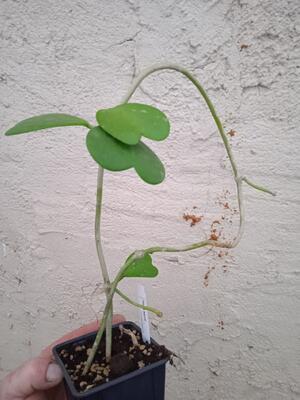 Hoya kerrii (větší řízek) - 4