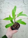 Hoya multiflora 'Laos' - 4/4