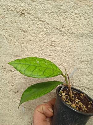 Hoya finlaysonii 'Big Leaf' - 4