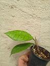 Hoya finlaysonii 'Big Leaf' - 4/4