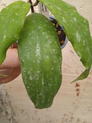 Hoya finlaysonii 'Dark Green Leaf' - 4