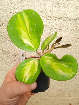 Hoya obovata 'variegata' - 4