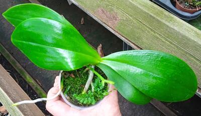 Phalaenopsis Ambonosa 'Spicy King' - 4