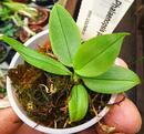 Phalaenopsis parishii - 4/4