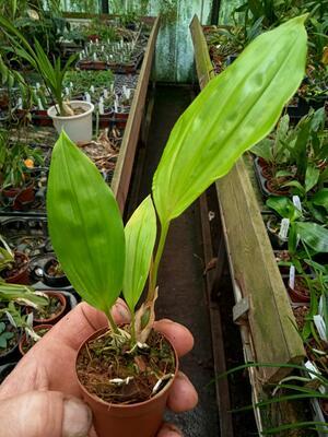 Stanhopea shuttleworthii - 4